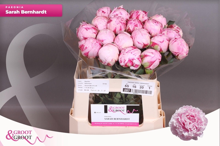 <h4>Paeonia Sarah Bernhardt | Xxl</h4>