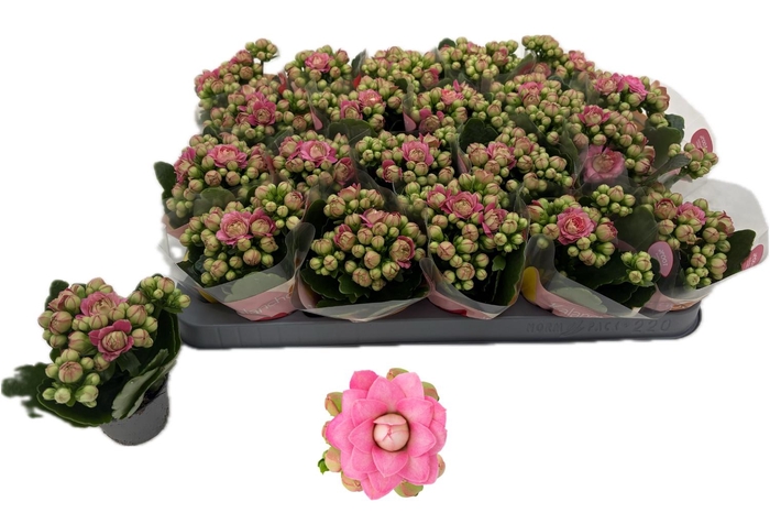 <h4>KAL GE MF ADELAIDE</h4>