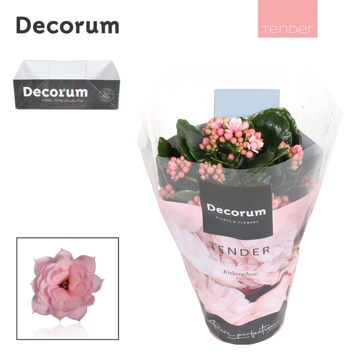 <h4>Kalanchoe Decorum TENDER - Serenity Soft Pink</h4>