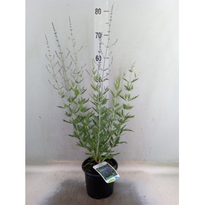 Perovskia atriplic. 'Blue Spire'