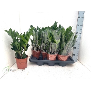 ZAMIO ZAMIIFOLIA P14 5+