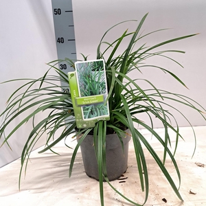 Carex morrowii 'Irish Green'