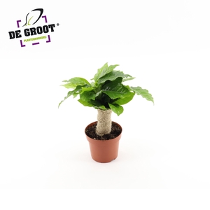 Coffea arabica met jute stam