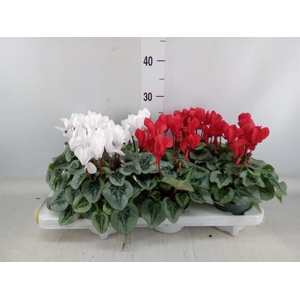 Cyclamen MD   ...