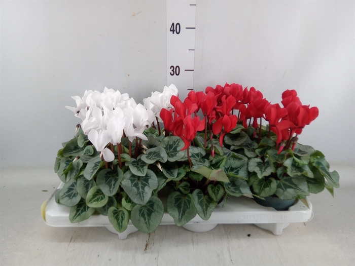 <h4>Cyclamen MD   ...</h4>