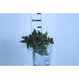 ALSTROEMERIA REAL 080 CM
