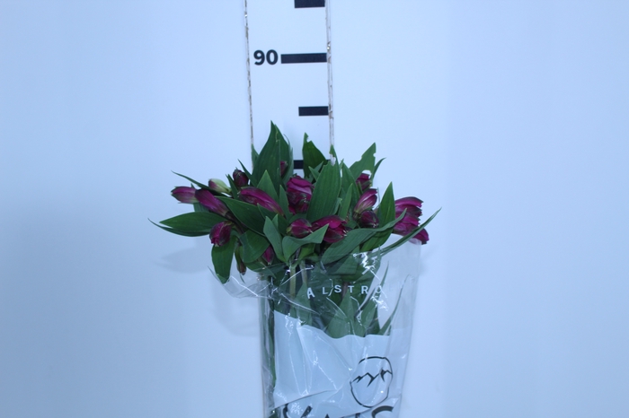 ALSTROEMERIA REAL 080 CM