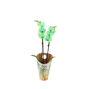 Enjoy Potcover Phal I Am Green 2T14+