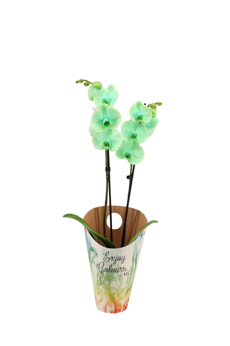<h4>Enjoy Potcover Phal I Am Green 2T14+</h4>