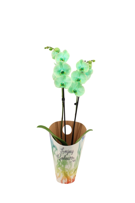 <h4>Enjoy Potcover Phal I Am Green 2T14+</h4>