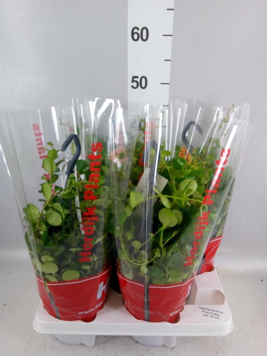 Aeschynanthus  'Pink Polka'