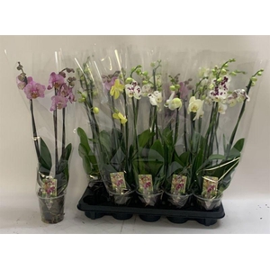 PHAL GEM