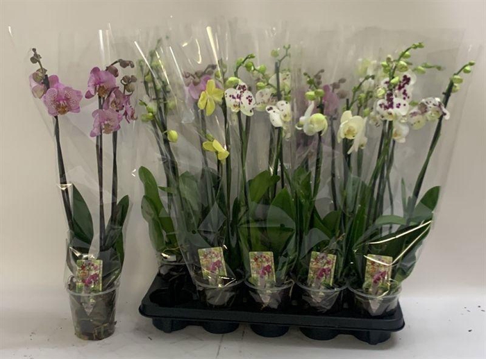 <h4>PHAL GEM</h4>