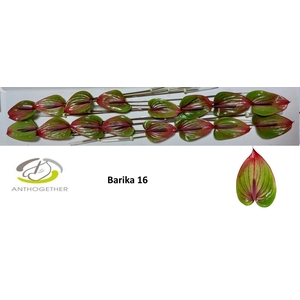 ANTH A BARIKA 16