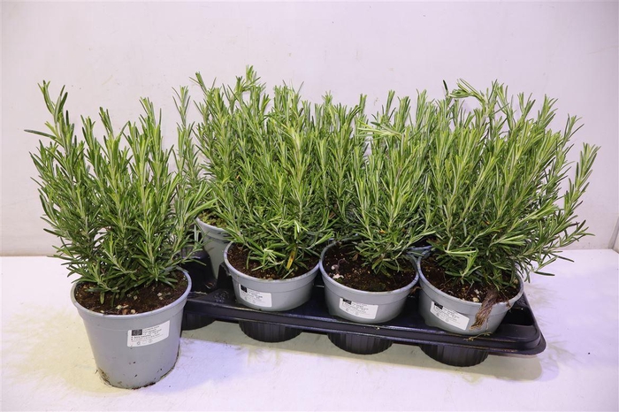 <h4>Rosmarin Of Ov</h4>