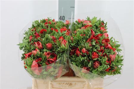 <h4>Anemone Mistral Red</h4>