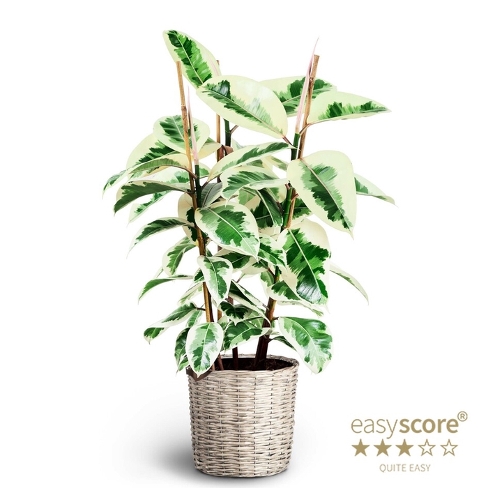 <h4>FICUS ELASTICA P6 TINEKE BASKET</h4>