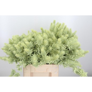 Eryn Supernova Kl Bh Creme