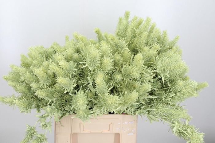 <h4>Eryn Supernova Kl Bh Creme</h4>