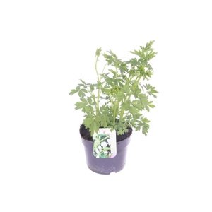 Dicentra spectabilis Alba