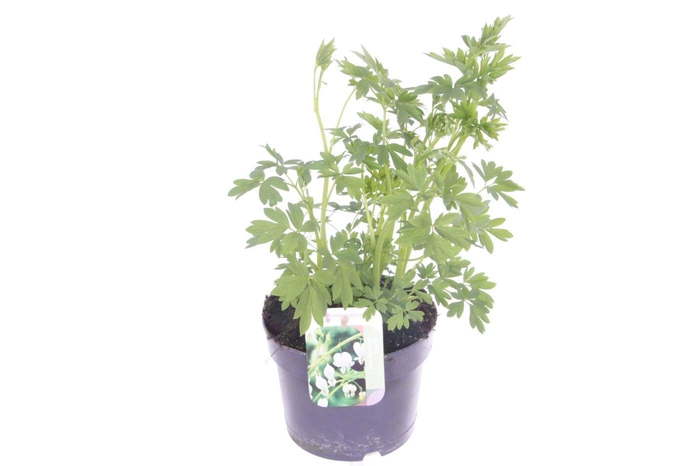 <h4>Dicentra spectabilis Alba</h4>