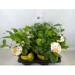 Citrus meyeri 'Meyer'