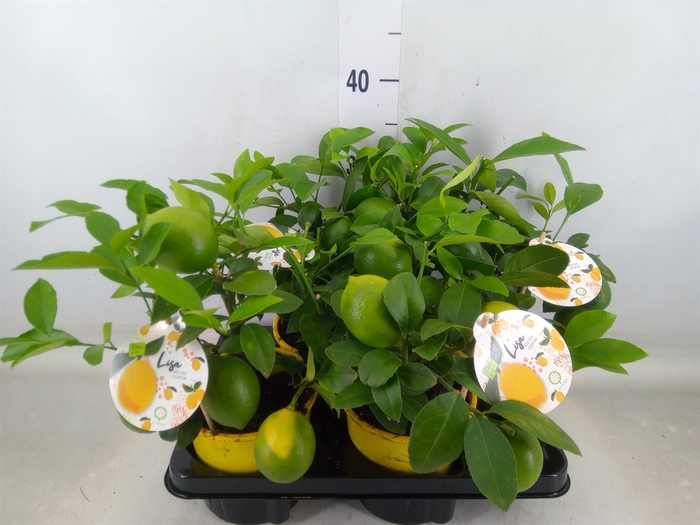 <h4>Citrus meyeri 'Meyer'</h4>