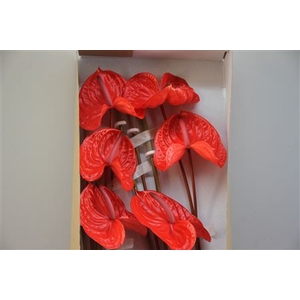 Anthurium Exclusief Nr 292