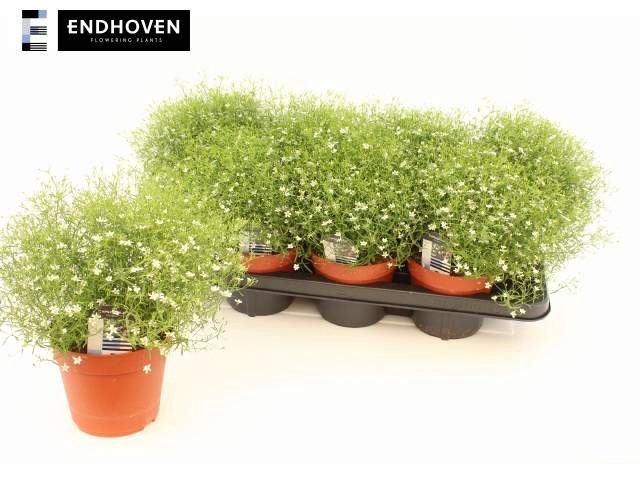 <h4>GYPS M FLEUR WHITE</h4>