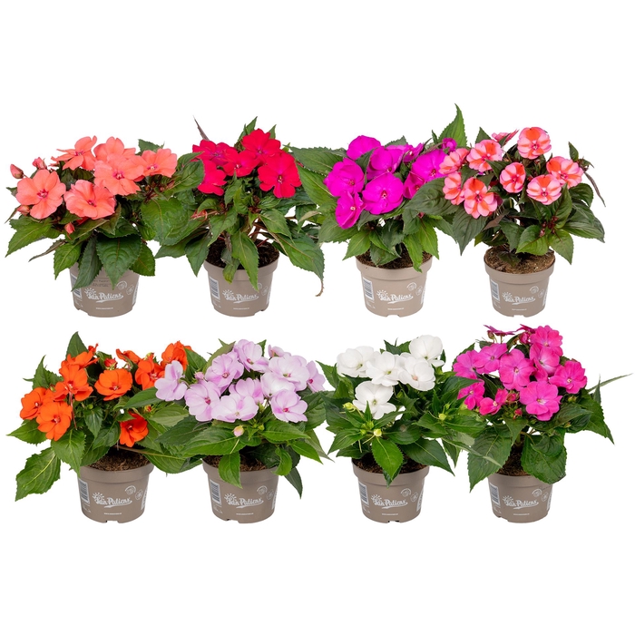 <h4>Impatiens NG 'Sunpatiens'   ...mix</h4>