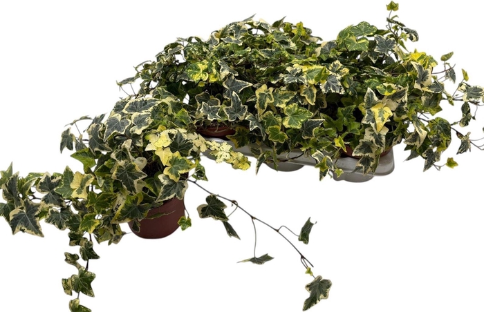 <h4>HED HE GOLD KOLIBRI</h4>