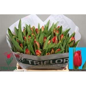 Tu Fr Re H Chili Pep