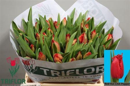 <h4>Tu Fr Re H Chili Pep</h4>