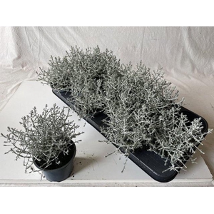 LEUCOPH BROWNII