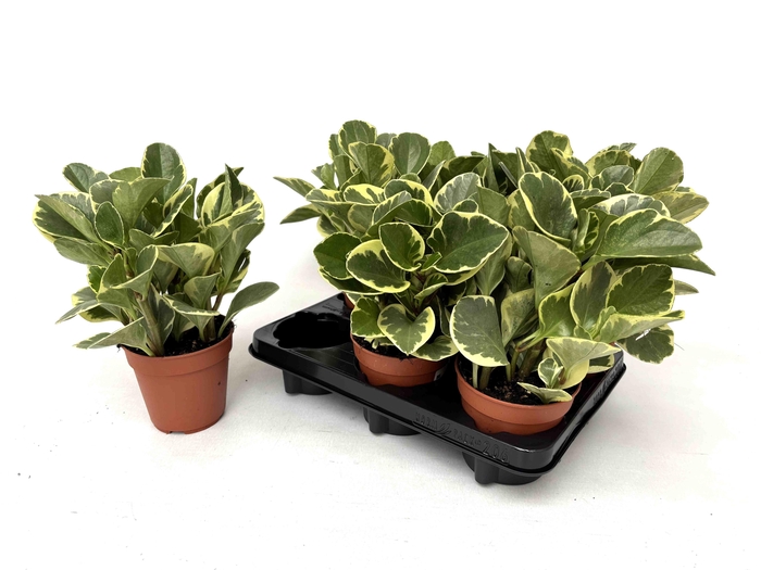 <h4>PEP OBT VARIEGATA</h4>