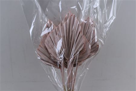 <h4>DRIED PALM SPEAR MED SALMON BUN</h4>