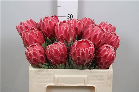 <h4>Protea Venus</h4>