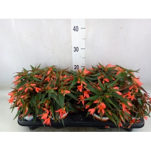 Begonia boliv. 'Beauvilia Salmon'