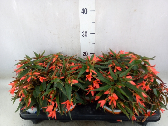<h4>Begonia boliv. 'Beauvilia Salmon'</h4>