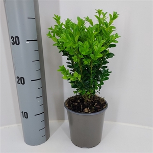 Buxus sempervirens P13 - struik