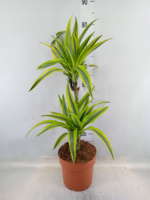 <h4>Dracaena fr de 'LemonLime'</h4>