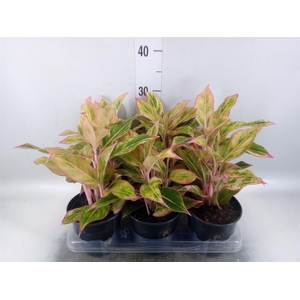 Aglaonema   ...