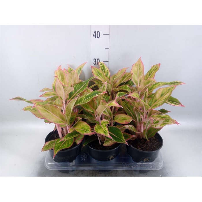 <h4>Aglaonema   ...</h4>