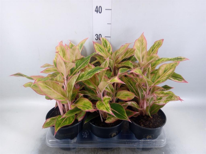 <h4>Aglaonema   ...</h4>