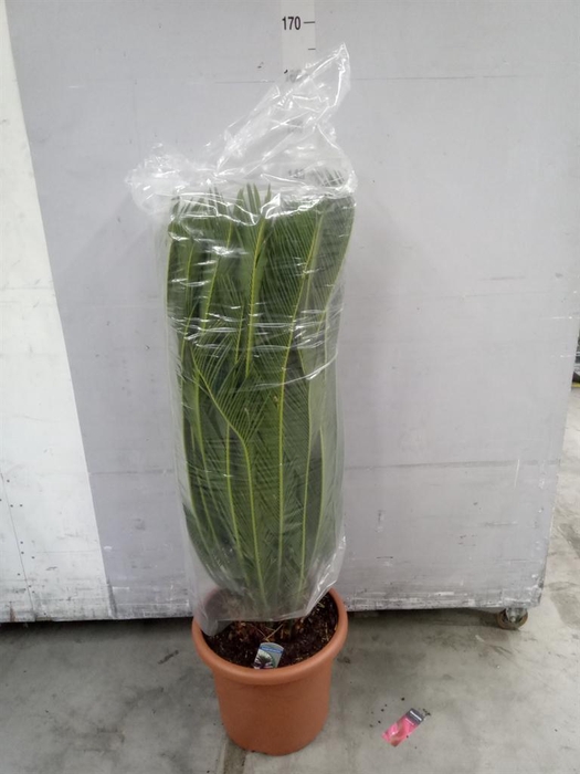 <h4>Cycas revoluta</h4>