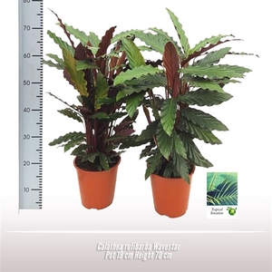 Calathea rufibarba Wavestar