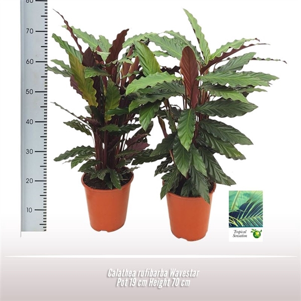 <h4>Calathea rufibarba Wavestar</h4>