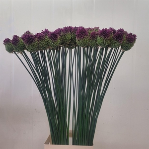 Allium Sphaerocephal