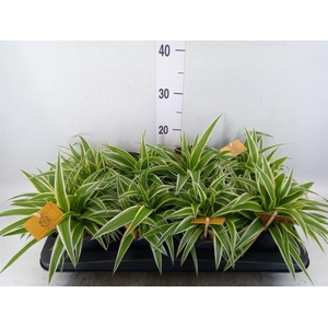 Chlorophytum com. 'Ocean'