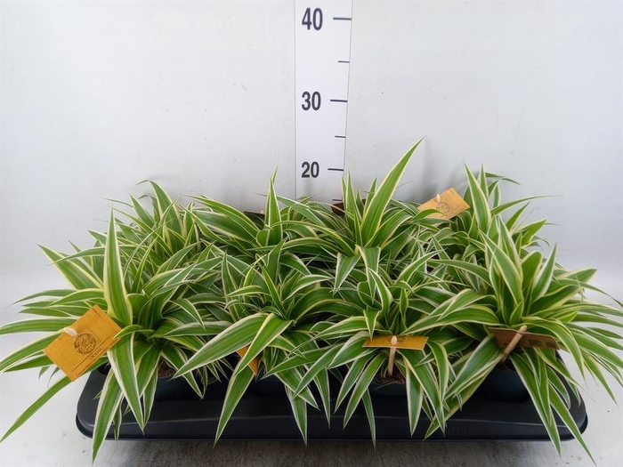 <h4>Chlorophytum com. 'Ocean'</h4>
